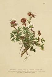 Clusius-Fingerkraut