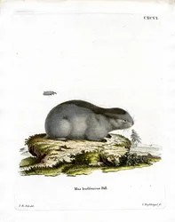 Kragenlemming