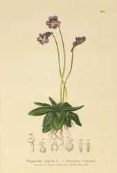 Gewöhnliches Fettkraut (Pinguicula vulgaris)