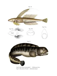 Gewöhnlicher Drachenkopf