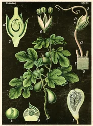 Feigenbaum