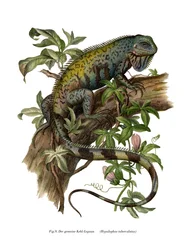 Gewöhnliche Leguan