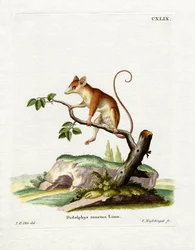 Gewöhnliches Mausopossum