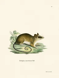 Gemeines Mausopossum