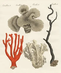 Korallen