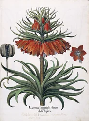 Corona Imperialis Florum, 1613