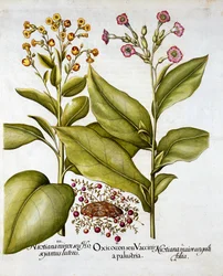 Preiselbeere und Blühender Tabak, aus Hortus Eystettensis, von Basil Besler, veröffentlicht 1613