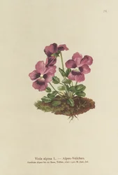Alpenveilchen