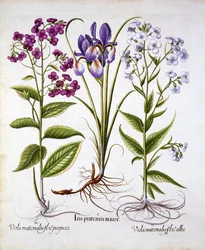 Nachtviole und Feldiris, aus Hortus Eystettensis, von Basil Besler, 1613