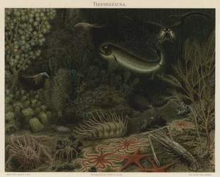 Tiefseefauna