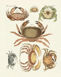Verschiedene Arten von Krabben