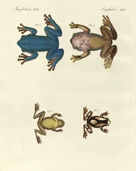 Verschiedene Arten ausländischer Baumfrösche (Farbstich)