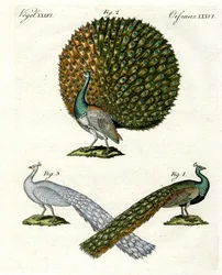 Verschiedene Arten von Pfauen