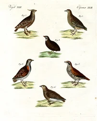 Verschiedene Arten von Wachteln