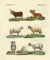 Verschiedene Arten von Schafen