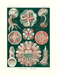 Discomedusae