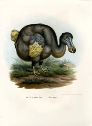 Dodo, 1864