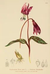 Hundszahn (Erythronium Dens canis, Erythronium caninum)