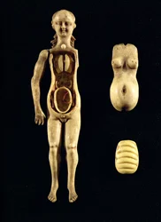 Puppe, die die Anatomie des menschlichen Körpers zeigt