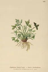 Dolomiten-Schwarzfarn (Asplenium Seelosii)