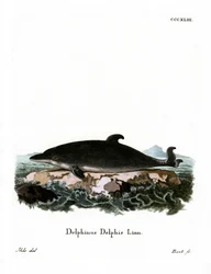 Delfin
