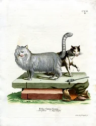 Hauskatze