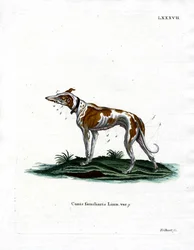 Haushund