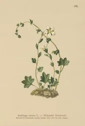 Nickende Steinbrech (Saxifraga cernua)