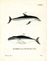 Dunkler Delfin