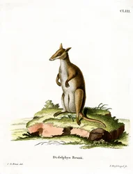Dunkles Wallaby