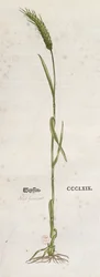 Weizenähre, aus dem Herbarium von Leonhart Fuchs, veröffentlicht in Basel, 1555