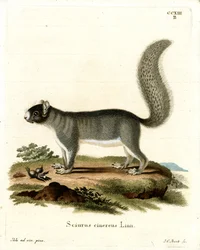 Östliches Grauhörnchen