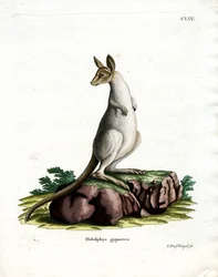Östliches Graues Känguru