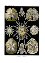 Seeigel, 1899-1904
