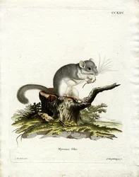 Siebenschläfer