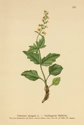 Langblättriger Baldrian (Valeriana elongata)