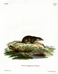 Eurasische Spitzmaus