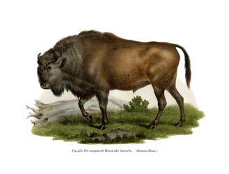 Europäischer Bison, 1860