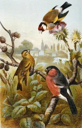 Stieglitz, Icterine Greenbul und Gimpel, Tafel aus "Brehms Tierleben: Allgemeine Kunde des Tierreichs", Bd. 4, S. 57, veröffentlicht vom Bibliographischen Institut