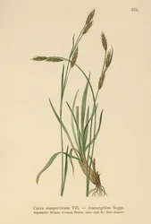 Immergrüne Segge (Carex sempervirens)