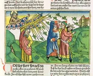 Exodus 10:1-20, Die sieben Plagen Ägyptens: die Heuschreckenplage, aus der Nürnberger Bibel (Biblia Sacra Germanica)