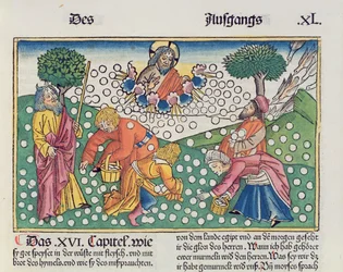 Exodus 16, 13-22: Gott versorgt die Israeliten mit Wachteln und Manna, aus der Nürnberger Bibel (Biblia Sacra Germanica)