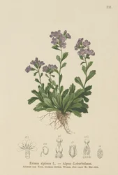 Elfenfingerhut (Erinus alpinus)