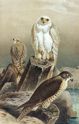 Falke, Tafel aus "Brehms Tierleben: Allgemeine Kunde des Tierreichs", Bd.6, S.215, veröffentlicht vom Bibliographischen Institut