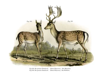 Damwild, 1860