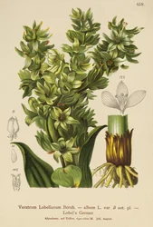 Weiße Germer (Veratrum album, Veratrum Lobelianum)