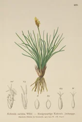 Falsche Segge (Kobresia simpliciuscula, Kobresia caricina)