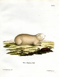 Falscher Zokor