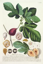 Feige, graviert von Johann Jakob Haid (1704-67), Tafel 73 aus einem botanischen Buch, veröffentlicht von Augustus Vind