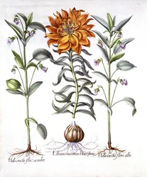 Feuerlilie und Veilchen, aus Hortus Eystettensis, von Basil Besler, 1613